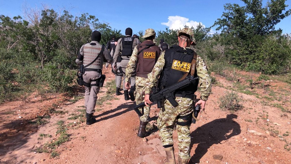 Polícia busca plantação de maconha em sítio de Mata Grande, Alagoas — Foto: SSP/Divulgação