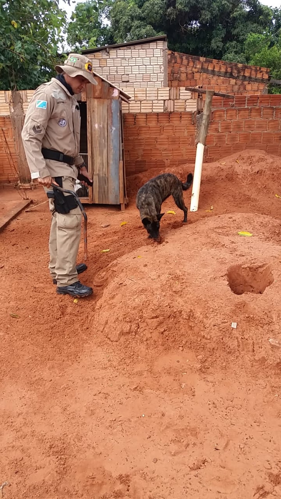 Laika, membro da equipe de Cães farejadores da Polícia Civil de Ivinhema, auxiliou nas buscas pela adolescente.  — Foto: Polícia Civil de Ivinhema