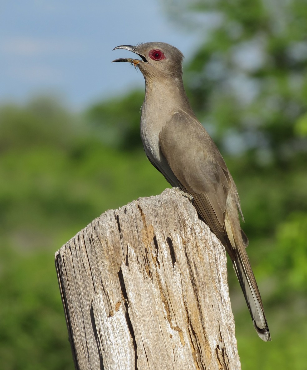O papa-lagarta-cinzento (Micrococcyx cinereus) se alimenta principalmente de insetos e larvas. — Foto: Breno Farias/VC no TG