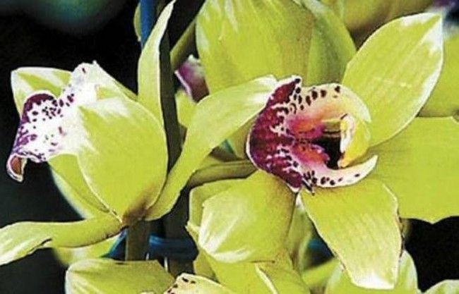 A orquídea levou oito anos para se desenvolver (Foto: Pinterest / Reprodução)