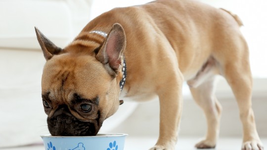 Deixar os cães comerem na cozinha pode trazer riscos para tutores e pets