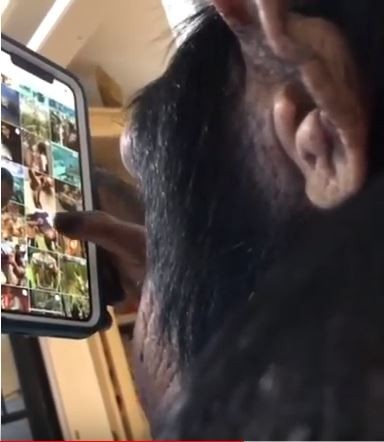 Vídeo de chimpanzé navegando pelo feed do Instagram circula pelas redes sociais. Imagens podem perpetuar perigos do tráfico de animais.  (Foto: Reprodução)