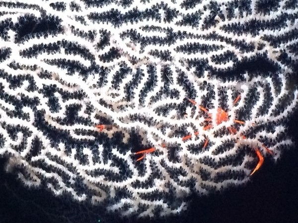 Octocorallia até então desconhecidos na Costa Rica com caranguejos que usam como residência, a 850 metros de profundidade (Foto: Schmidt Ocean)