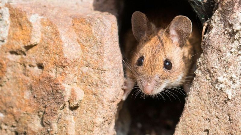 Nossas tentativas de esconder comida dos ratos os deixaram melhores na resolução de quebra-cabeças, sugere pesquisa (Foto: WILFRIED MARTIN/GETTY IMAGES via BBC)