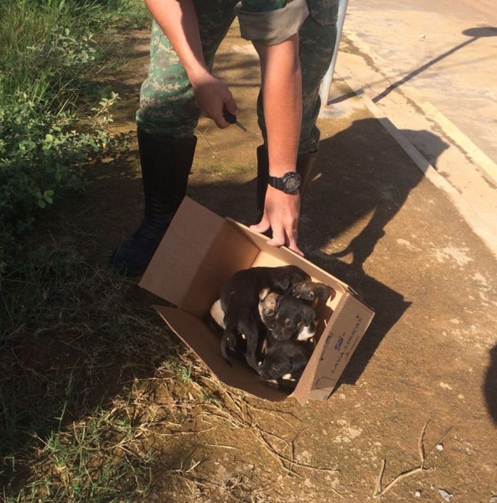 Segundo a polícia, os filhotes foram levados para o Centro de Zoonozes e poderão ser adotados (Foto: Polícia Militar Meio Ambiente)