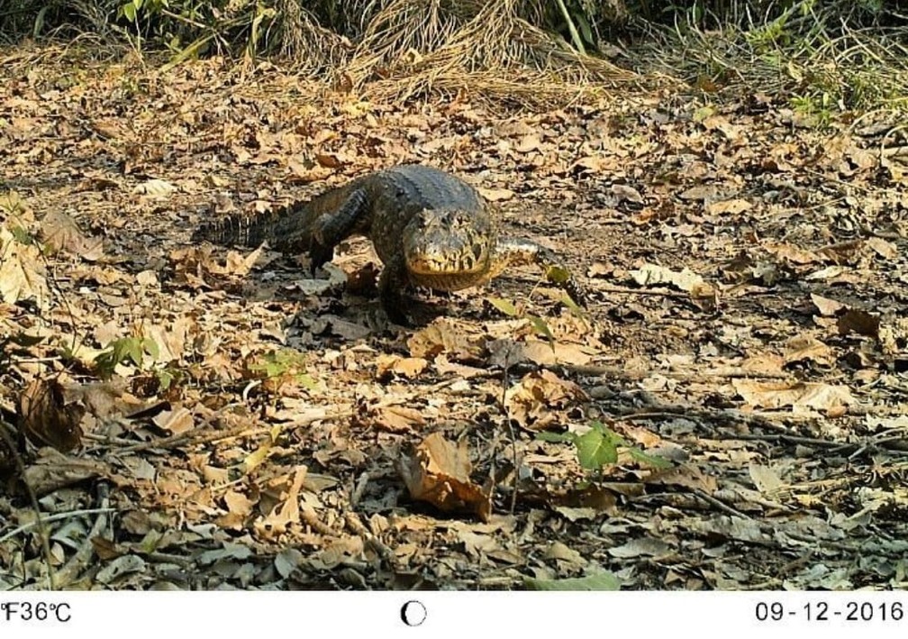 JacarÃ©s nÃ£o ficam sÃ³ na Ã¡gua, como mostra essa imagem de uma armadilha fotogrÃ¡fia do Projeto OnÃ§as Rio Negro de 9 de dezembro de 2016 â Foto: Arquivo pessoal/Alexandre Bossi