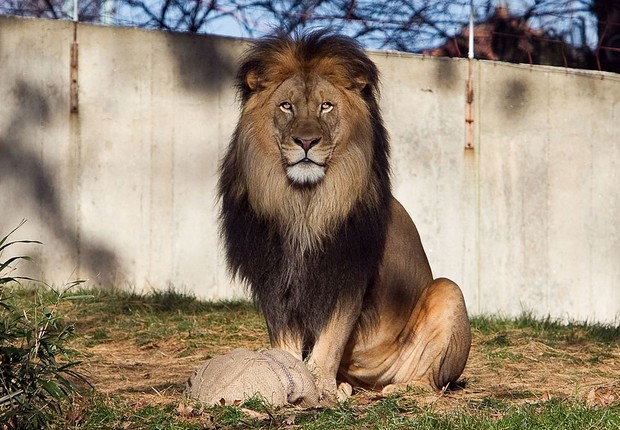 Leão no Zoológico Nacional Smithsonian, em Washington DC, nos Estados Unidos (Foto: Paul Morigi/WireImage via Getty Images)