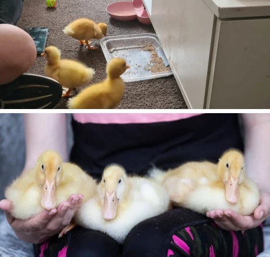 Patos estão morando com a família, mas dois deles devem ser levados para fazenda (Foto: Reprodução/Metro)