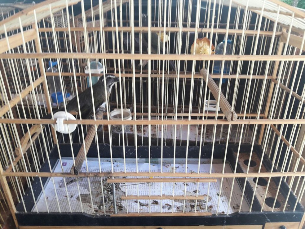 Aves foram soltas em seu habitat (Foto: Betto Lopes/TV Fronteira)