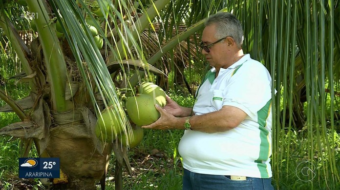 Queda No Consumo De Coco Apos Medidas De Prevencao Ao Coronavirus Preocupa Produtores Petrolina E Regiao G1