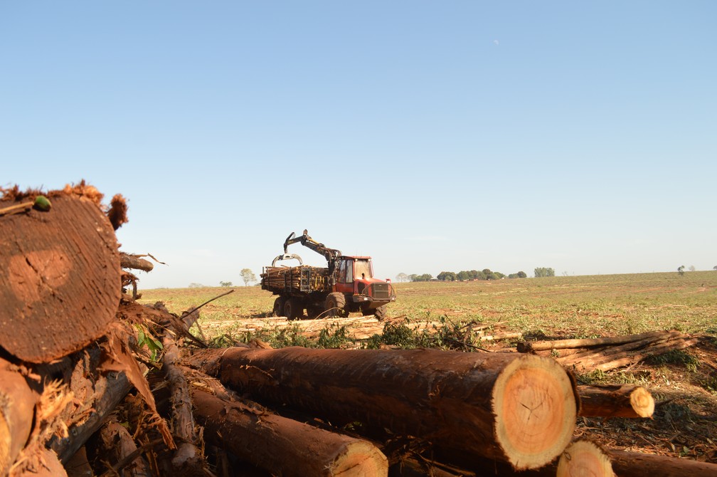 Forwarder transporta as madeiras cortadas pelo harvester até a pilha correspondente para depois transporte para a fábrica — Foto: Anderson Viegas/g1 MS