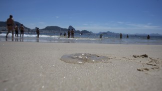 Quantidade de águas-vivas que invadiu a faixa de areia de Leme, Copacabana, Ipanema e Leblon neste fim de semana impressionou banhistas — Foto: Márcia Foletto