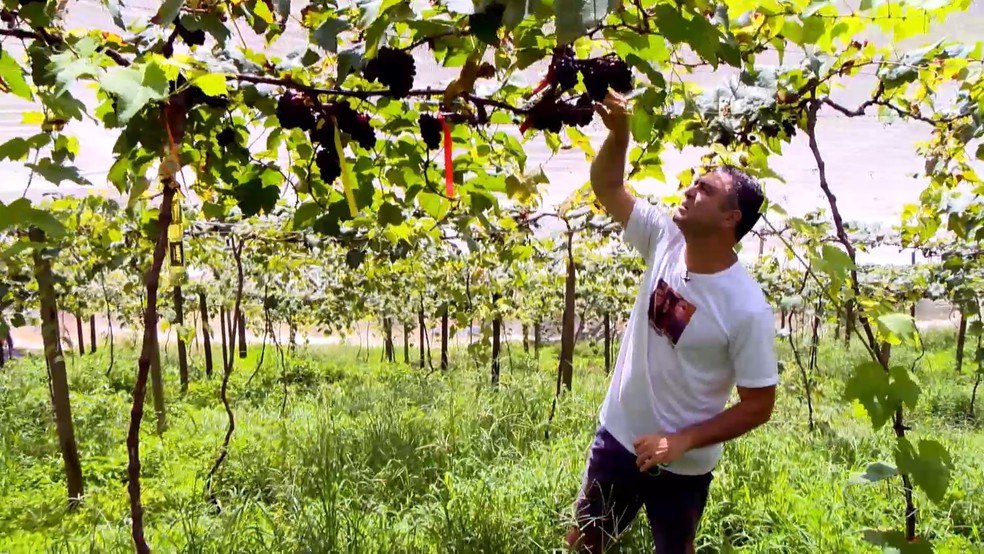 Parreiras de uva de produtor rural de Guarapari, ES. — Foto: Reprodução/TV Gazeta