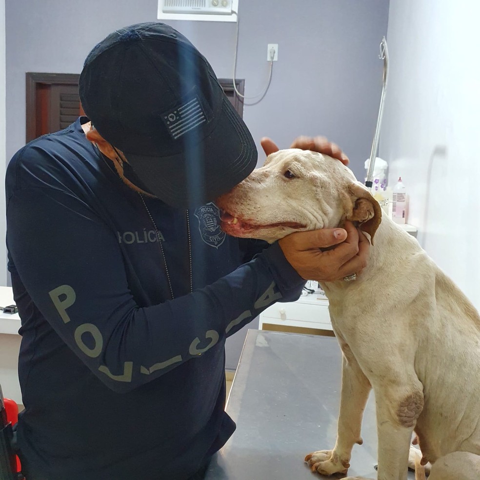 Cachorra foi encaminhada para uma clínica veterinária de Andradina  — Foto: Arquivo pessoal 