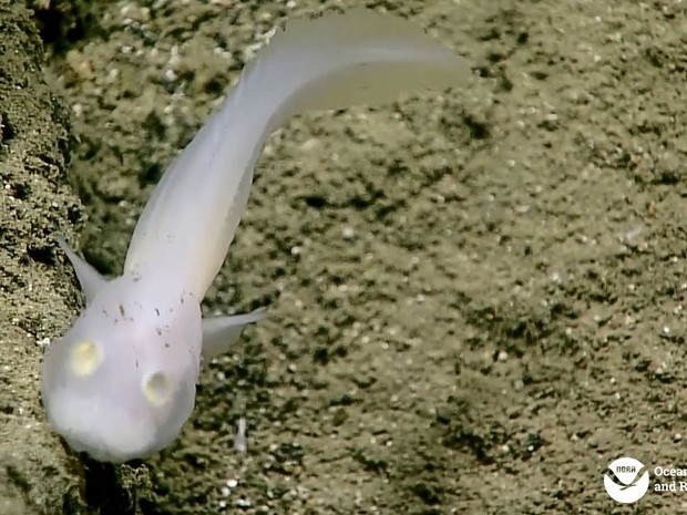 Indivíduos da família Aphyonidae são transparentes e têm pele gelatinosa (Foto: NOAA Ocean Explorer)
