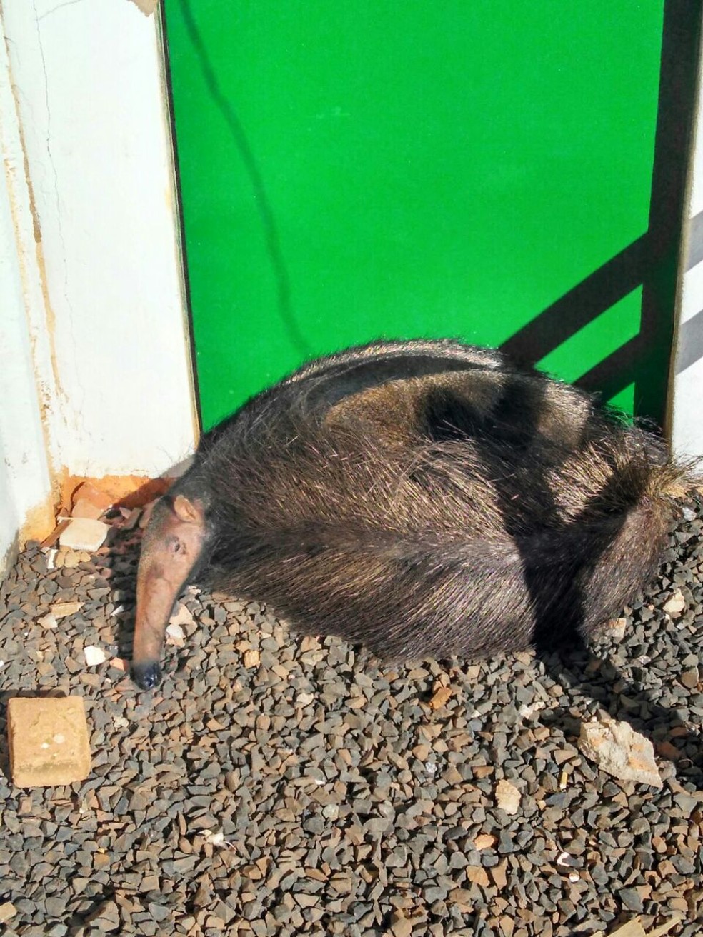 Tamanduá com aproximadamente dois anos de idade foi encontrado em uma empresa de Araguari nesta segunda-feira (13) (Foto: Corpo de Bombeiros/Divulgação)
