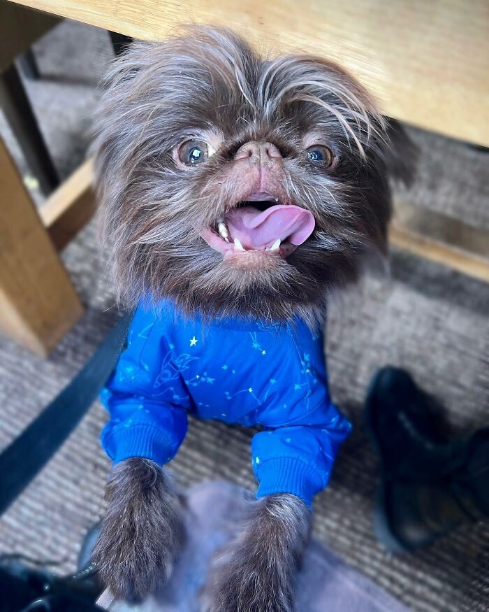Mas não se engane: ele é um cachorro feliz e amoroso! (Foto: Reprodução/Instagram)