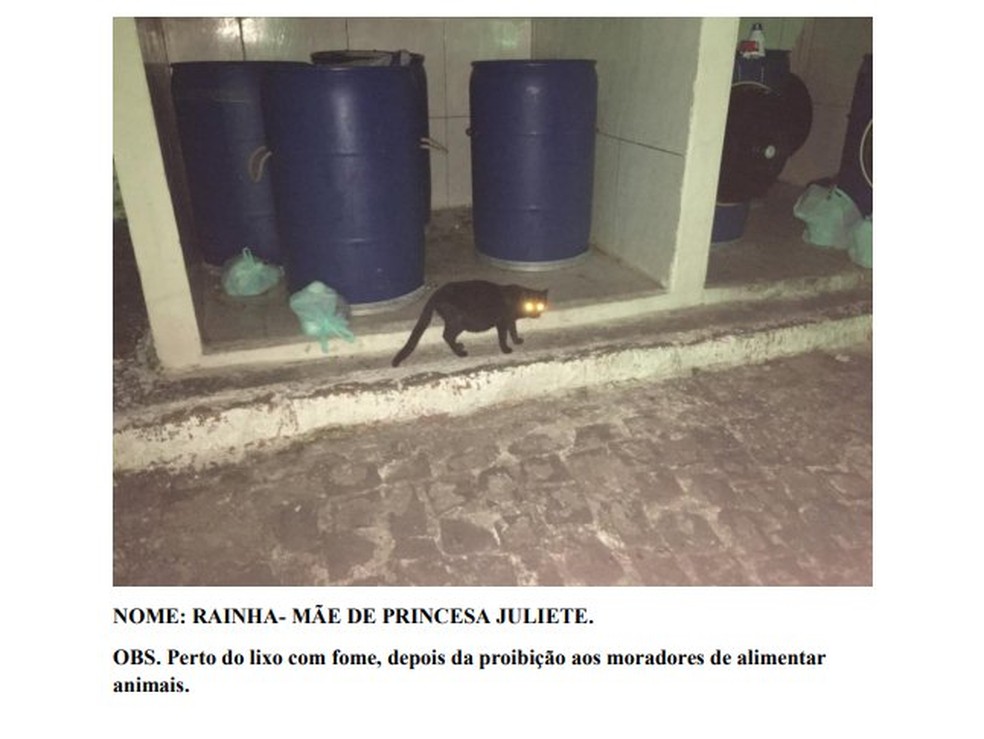 Ação mostra imagens de alguns dos gatos recorrendo ao lixo após o condomínio proibir moradores de alimentarem os animais — Foto: Reprodução