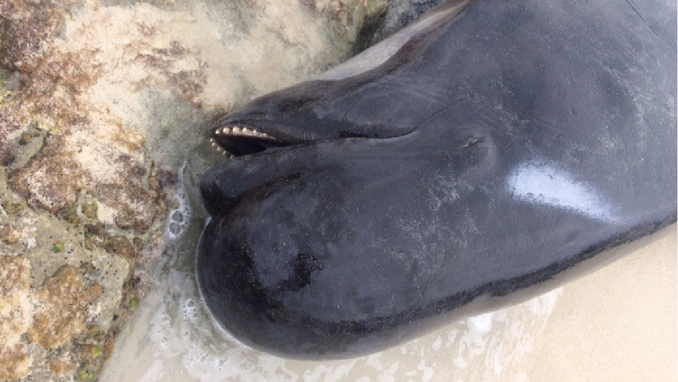 O que levou as baleias a encalharem ainda é um mistério (Foto: Governo da Austrália Ocidental)