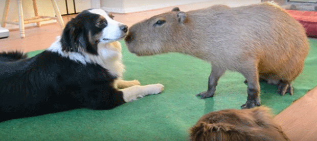Vídeo mostra amizade entre capivara e cães border collies (Foto: Reprodução/YouTube)
