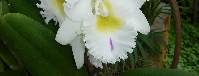 A orquídea Rhyncholaeliocattleya pastoral innocence é o destaque da exposição — Foto: Divulgação