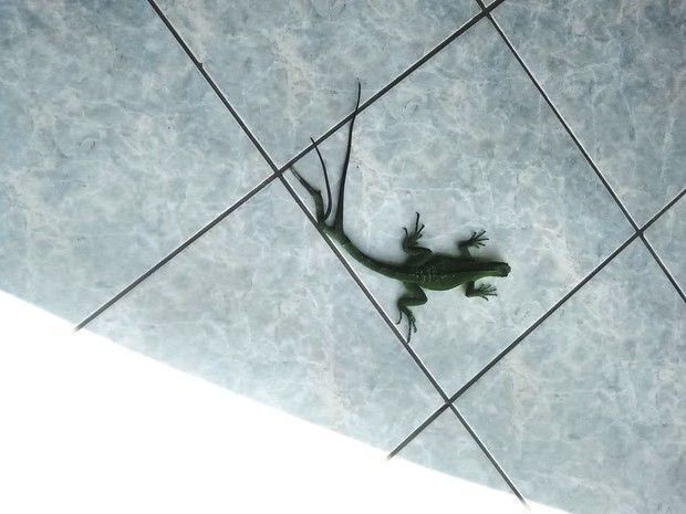 Iguana foi vista andando no pátio de empresa em Ji-Paraná (Foto: Samira Lima/ G1)