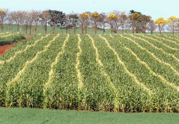 Plantação de milho no Paraná; cultura é uma das beneficiadas pelo fenômeno do El Nino (Foto:  Arquivo ANPr/Fotos Públicas)