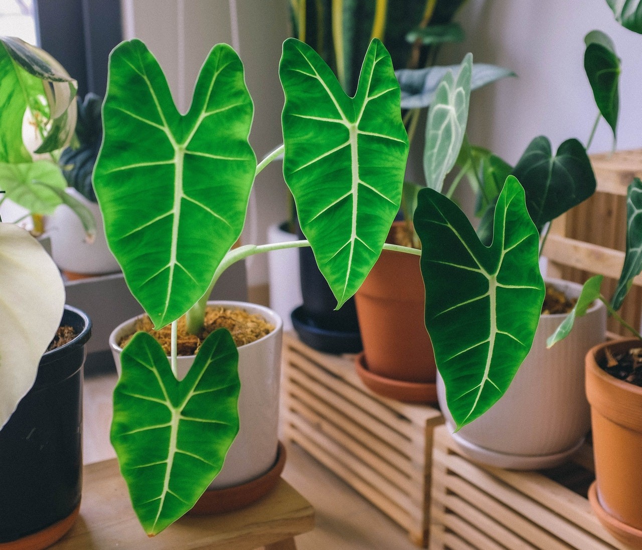 Orelha-de-elefante: a alocasia wentii é uma planta ideal para interiores -  Casa e Jardim | Plantas