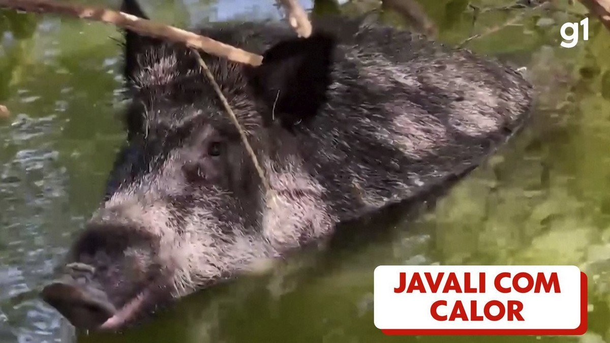 Jabalí rescatado del lago de un campo de golf durante la ola de calor en España |  el mundo