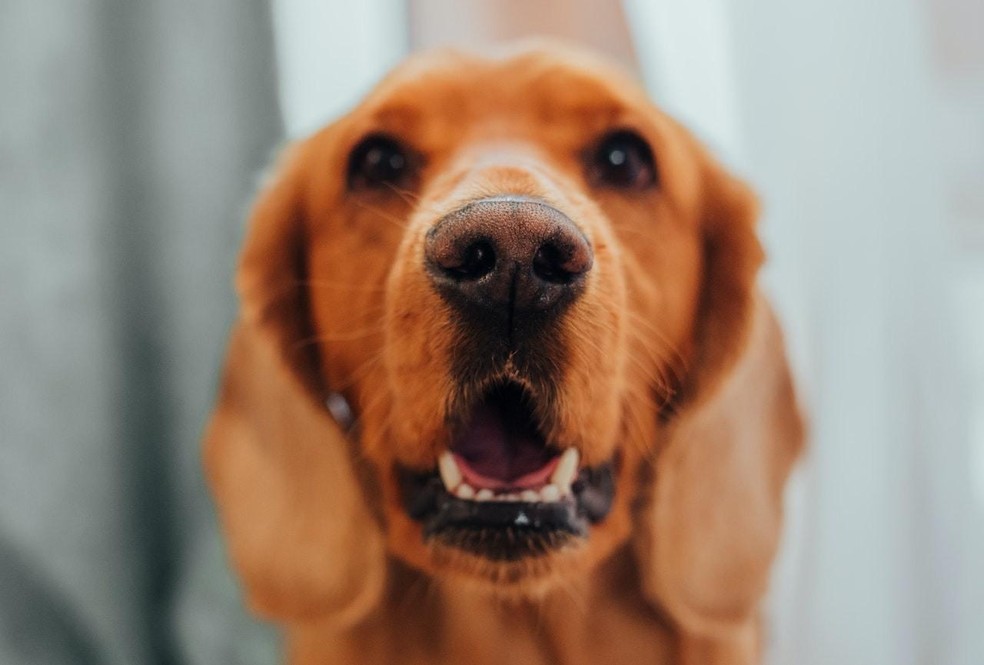 O tártaro só pode ser removido com tratamento periodontal, um procedimento feito com anestesia geral. — Foto: ( pexels/ ivan-babydov/ CreativeCommons)