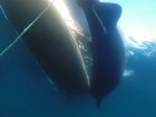 Pescador sueco fisga tubarão de 4 m em caiaque e pode bater recorde