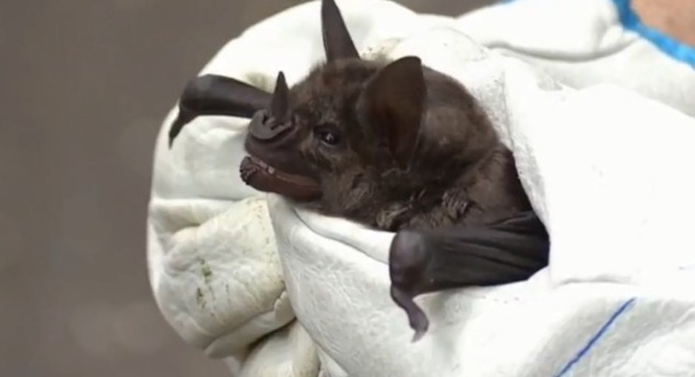 Raiva é transmitida por espécies de morcegos que se alimentam de sangue animal. — Foto: Reprodução/RPC