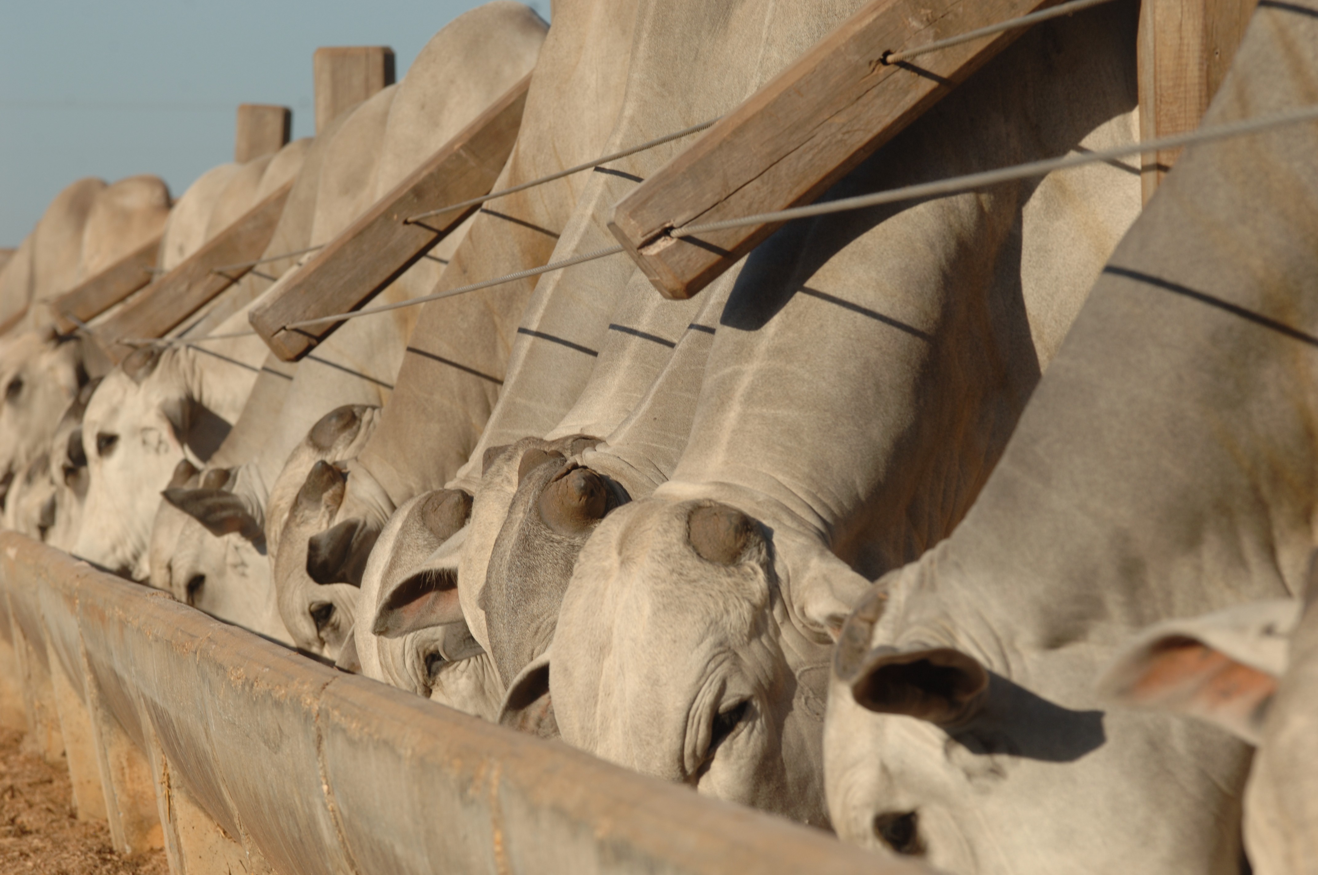 Conhecimento e novas tecnologias serão apresentados durante Dias de Campo