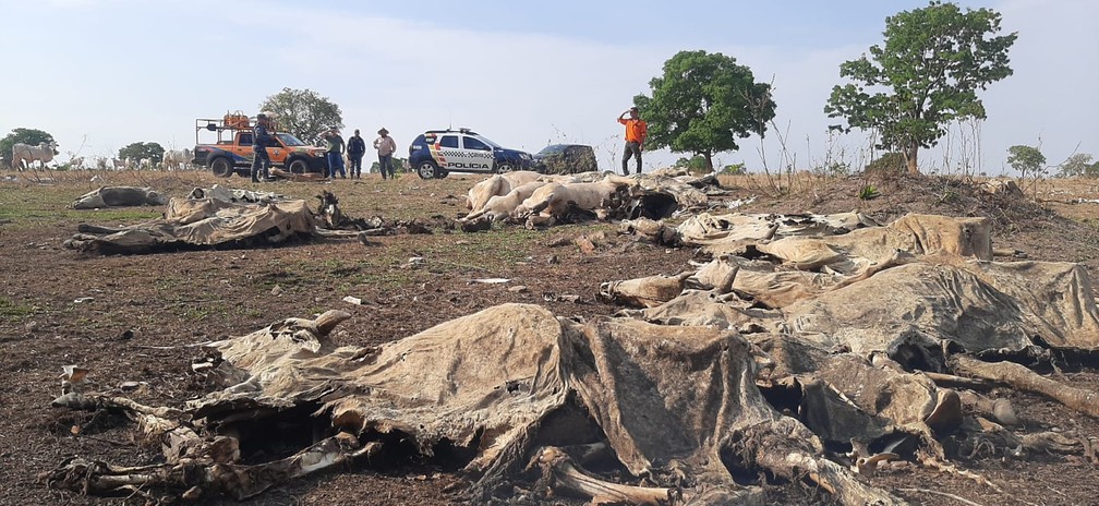 Polícia encontra 40 bois mortos e outros desnutridos após denúncia em fazenda em MT