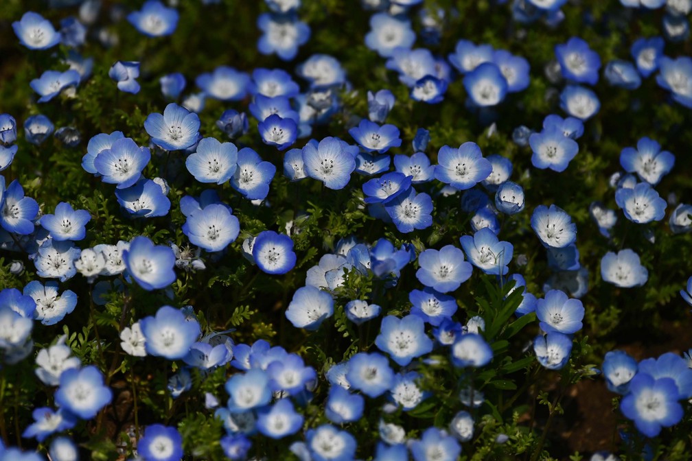 Flores de nemophilas são fotografadas no Hitachi Seaside Park, em Hitachinaka, Japão — Foto: Charly Triballeau/AFP