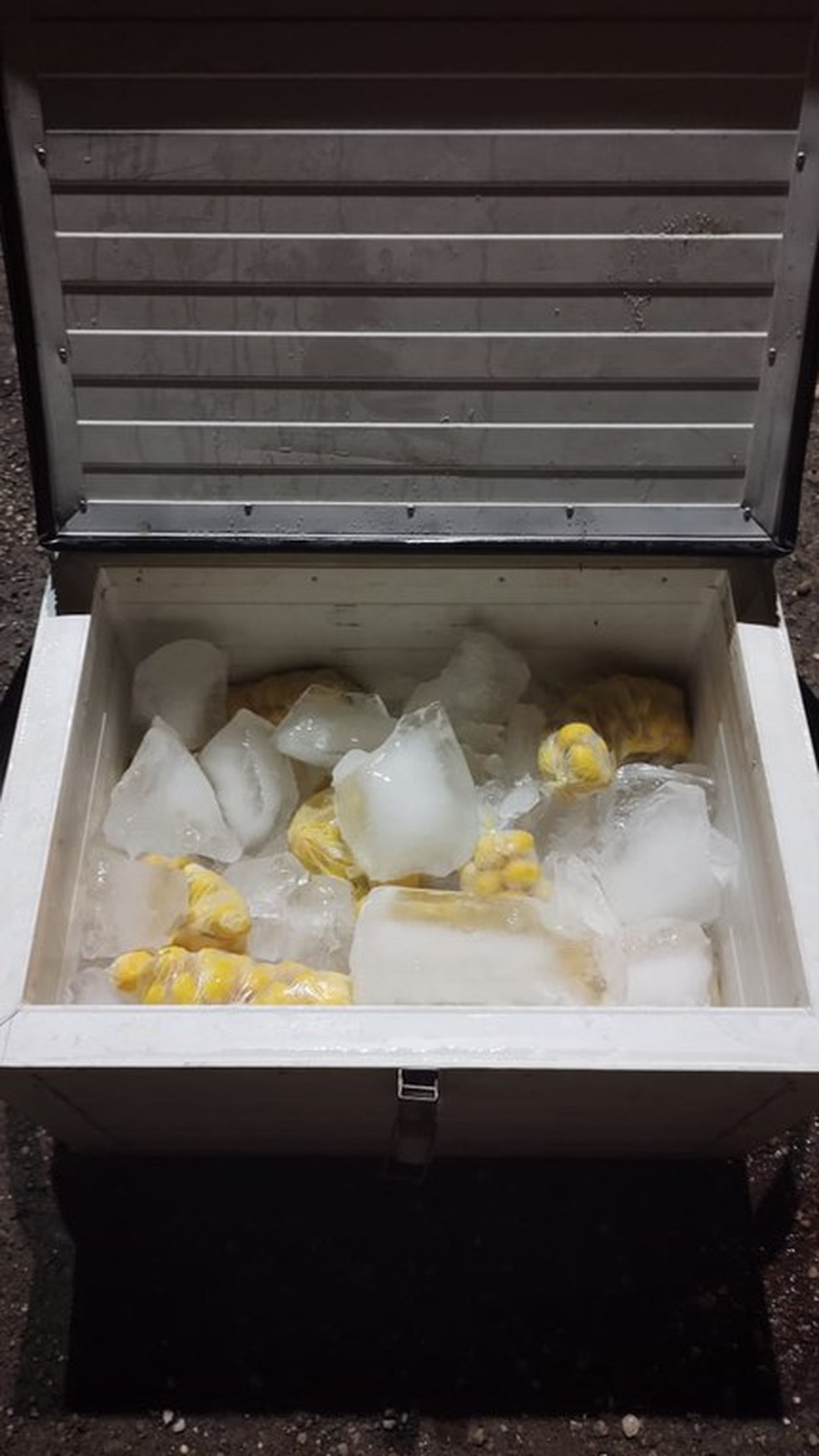 Droga estava escondida em fundo falso de caixa de isopor com pequis congelados — Foto: Polícia Rodoviária Federal de Mato Grosso