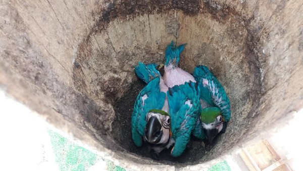 Artesão constrói abrigo para proteger ninho de arara-canindé em palmeira em  MT | Mato Grosso | G1