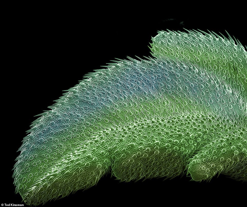 Os tricomas, que parecem pelos, são responsáveis pela sensação de lixa das folhas quando a folha está madura (Foto: Ted Kinsman)