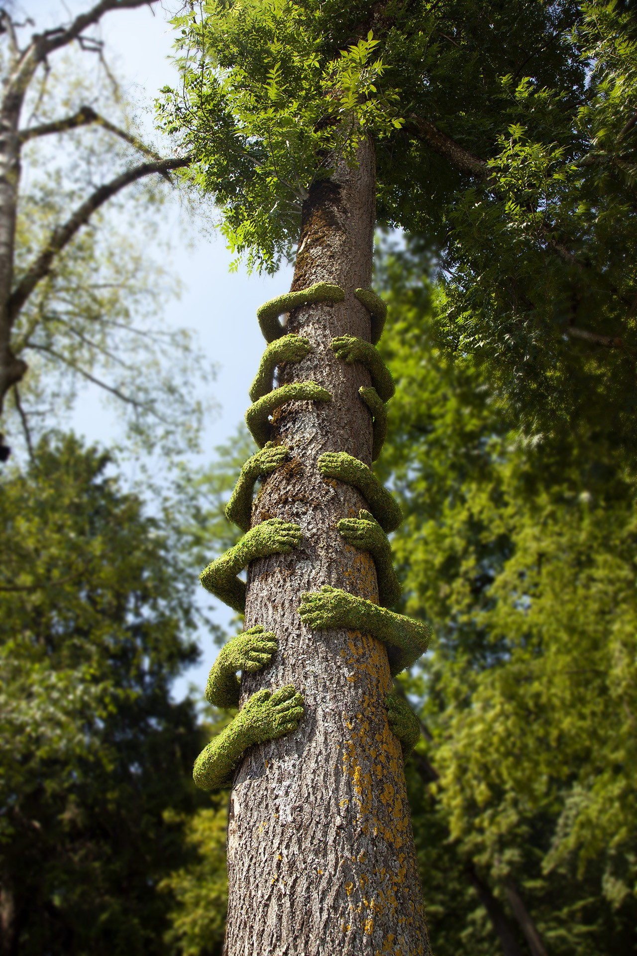 Instalação em prol do meio ambiente mostra árvores abraçadas por musgos (Foto: Divulgação)