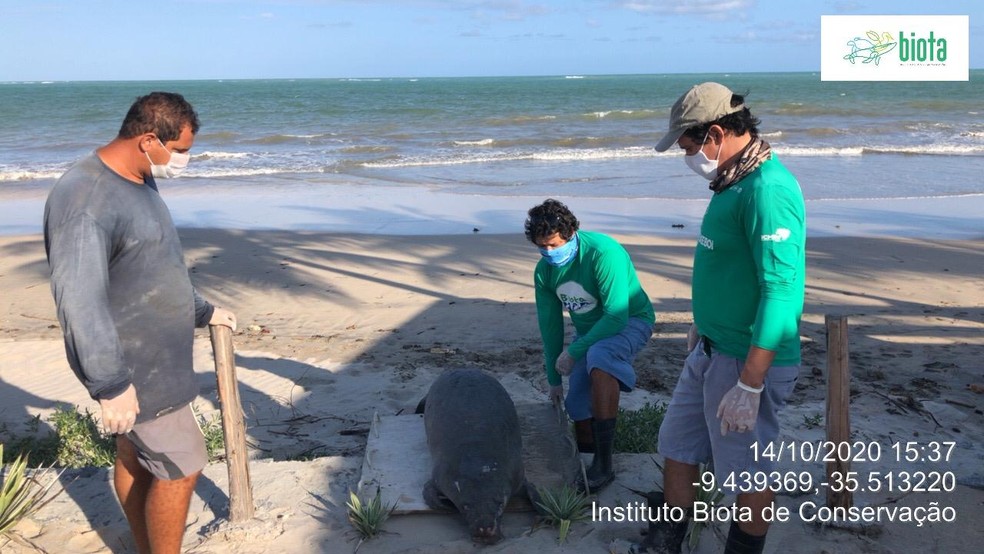 Animal foi levado para o CCZ, em Maceió, onde será necropsiado — Foto: Instituto Biota