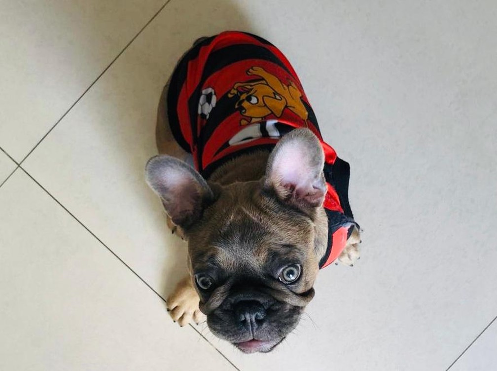 Buldogue francês Zeca tem apenas três meses, mas já está todo estiloso para torcer com seu dono pelo time carioca — Foto: Felipe Schulz /Arquivo Pessoal