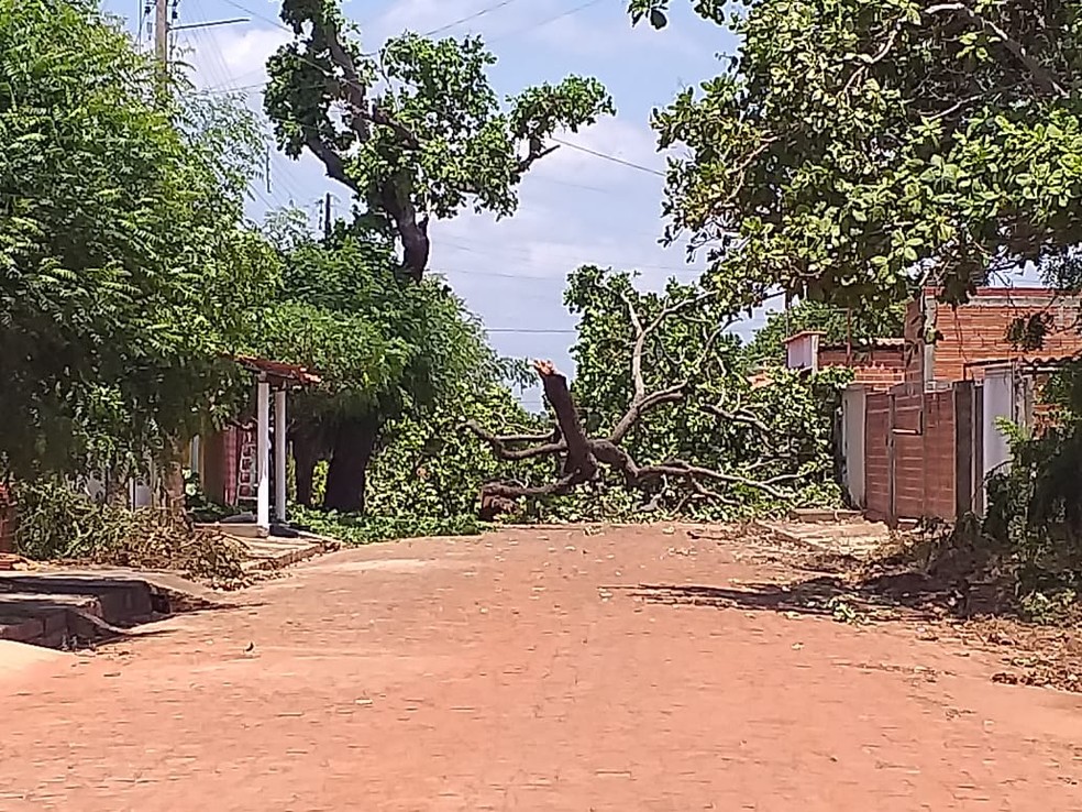 Árvore caiu durante a chuva e obstruiu rua em Cocal de Telha, no PI — Foto: Divulgação/PM