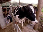 Expansão no mercado do leite anima produtores e cooperativas do RS