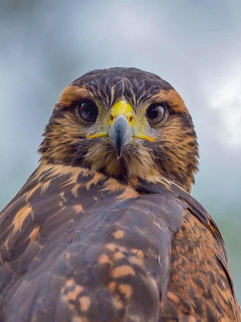 Gavião-asa-de-telha tem face semelhante às águias e apresenta comportamento estratégico — Foto:  Kleber Tadeu Jeronimo / Acervo Pessoal