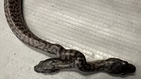 Raro! Cobra mutante de duas cabeças surpreende cientistas na Austrália