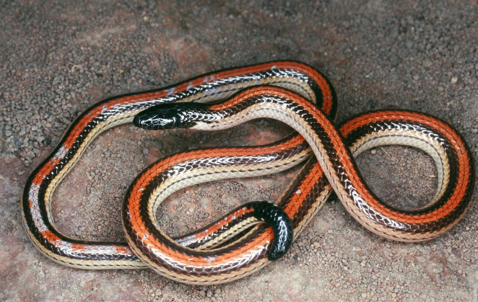 Biologo Brasileiro Reune Imagens De Todas As Cobras Ja Identificadas No Cerrado Natureza G1 Nascido e criado no cerrado brasileiro, o biólogo cristiano de campos nogueira, do departamento de ecologia do instituto de biociências (ib) da usp, sempre. as cobras ja identificadas no cerrado