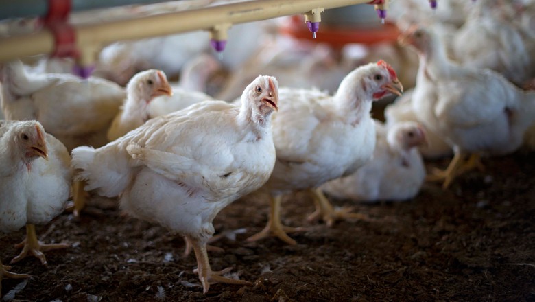 frango-aves-galinha (Foto: Globo Rural)