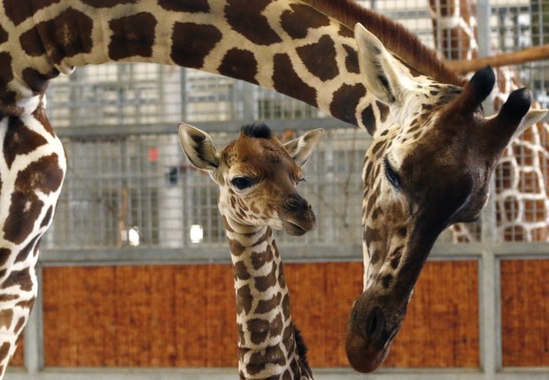 A girafa Katie deu à luz o filhote Kipenzi, no zoológico de Dallas, nos EUA (Foto: Divulgação)