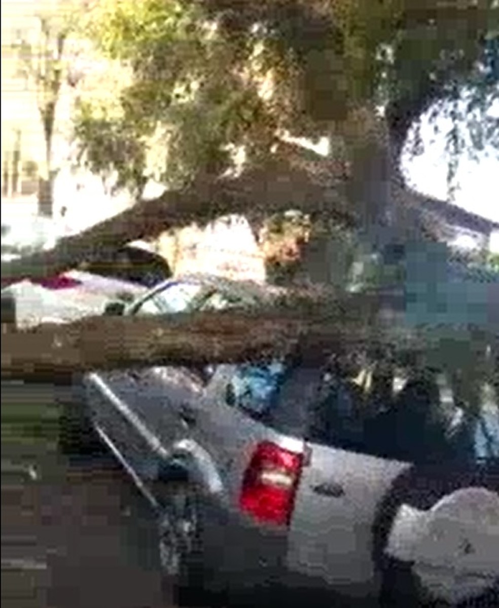 Árvore caída na rua São Paulino, esquina com a Praça Dr. Carvalho Franco, Vila Mariana, Zona Sul de SP, nesta quarta-feira (10). — Foto: Reprodução