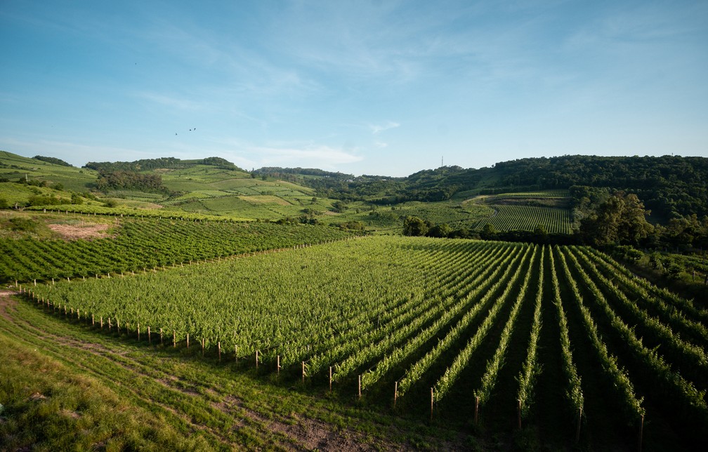 Vale dos Vinhedos, em Bento Gonçalves, Rio Grande do Sul — Foto: Marcelo Brandt/G1